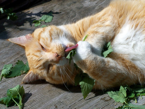 Gato comendo folhas