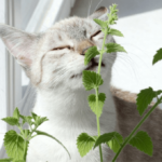 Gato cheirando erva de gato