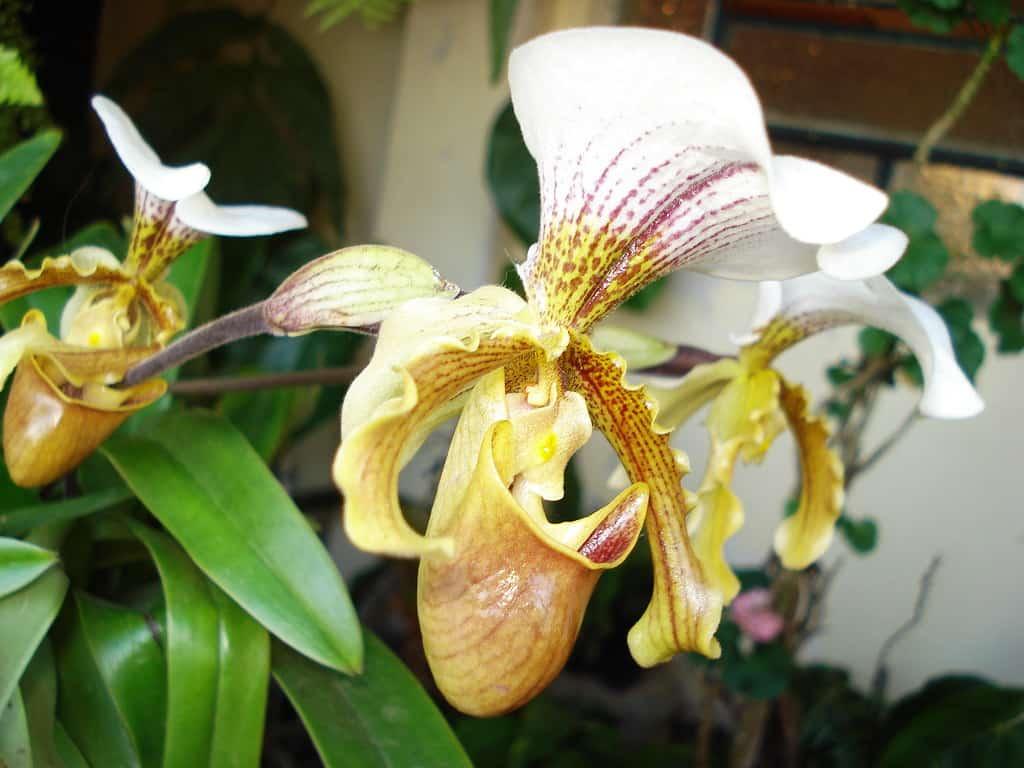 Paphiopedilum ou Orquídea Sapatinho 