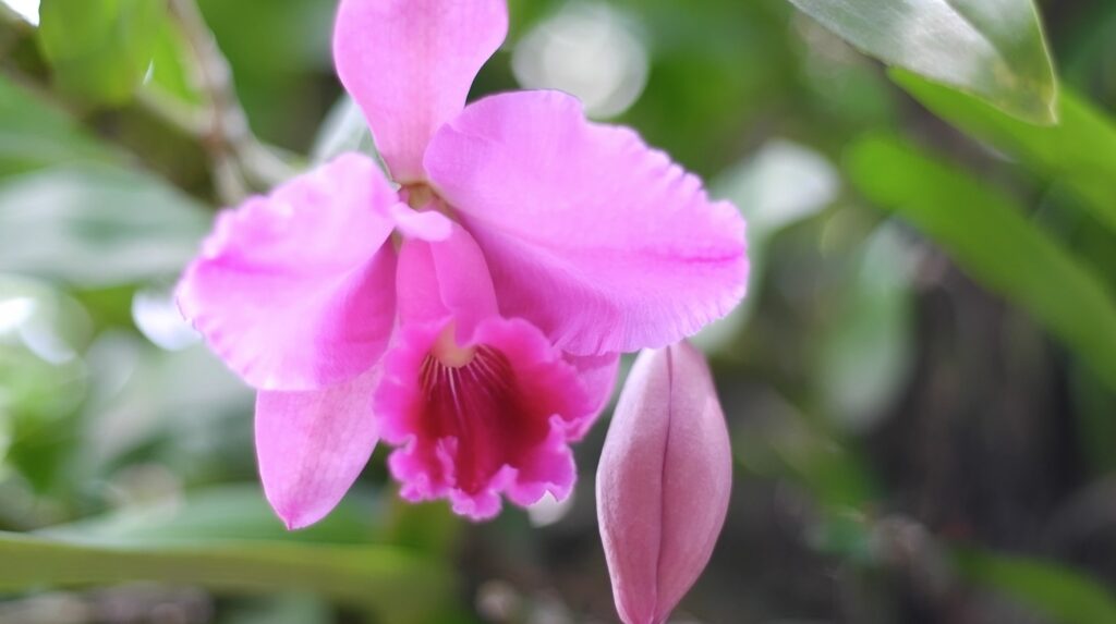 Orquídea Cattleya, foto de sua flor roxa em zoom aproximado