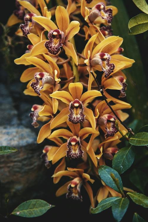 Orquídea Cymbidium com diversas flores de cor amarela em um ambiente de jardim