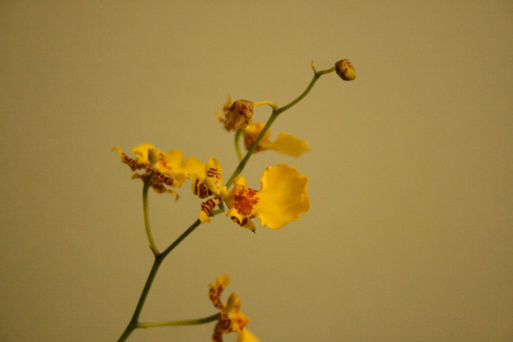 Orquídea Oncidium em estágio inicial de floração, com sua flor amarela