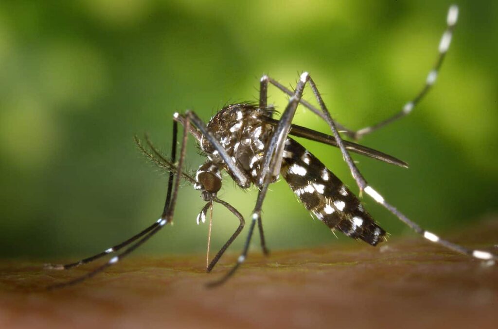 Imagem em zoom do mosquito Aedes Aegypti