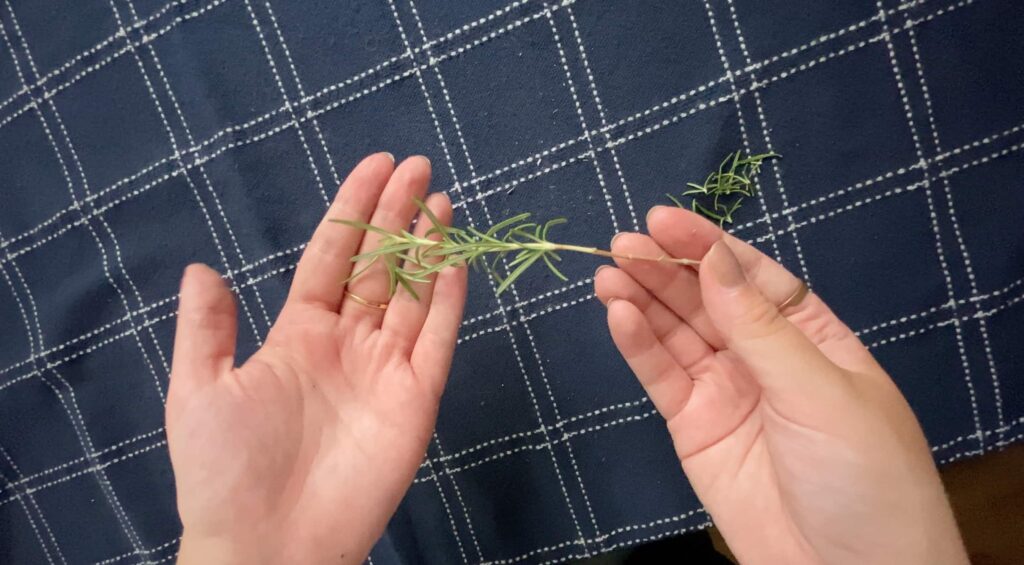 Mãos segurando um ramo de alecrim com as folhas de um terço da base removidas