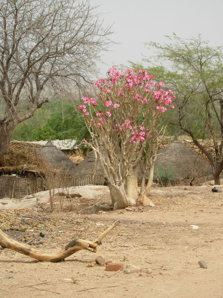 Árvore de Rosa do Deserto com flores cor de rosa em um local desértico com uma aldeia africana ao fundo
