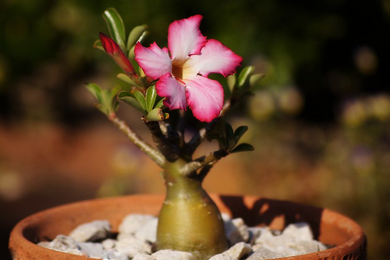 Bonsai de Rosa do Deserto com uma única flor cor de rosa em um vaso de cerâmica terracota