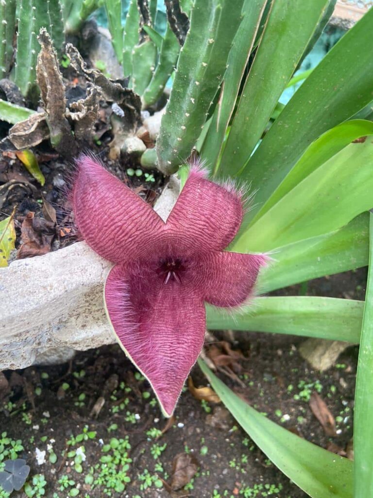 Cacto estrela em um jardim com uma flor grande na cor roxa