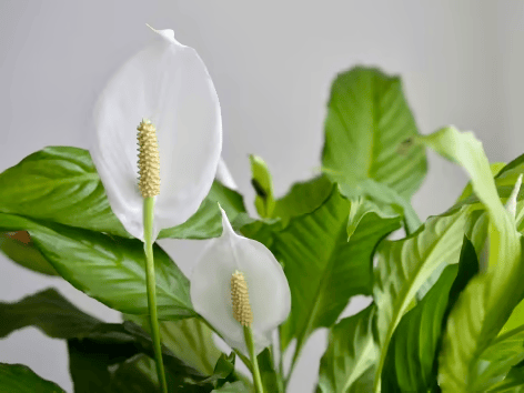 Duas flores de Lírio da Paz com grandes flores verdes em um fundo branco