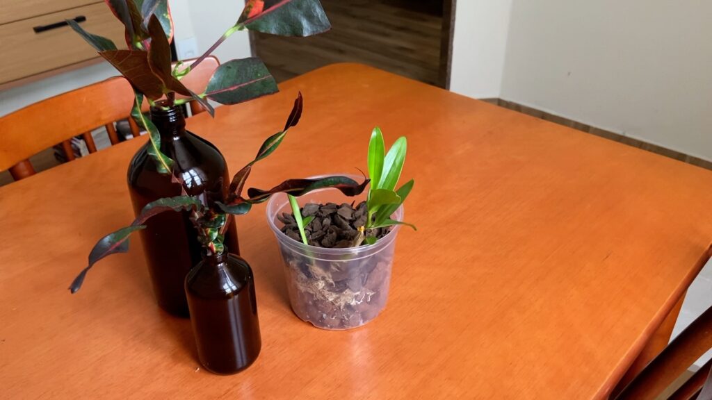 Vaso de orquídea recém transplantada sobre mesa de madeira em uma sala de estar