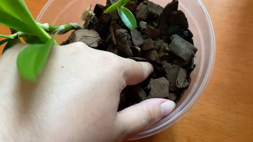 Mão feminina com o dedo inserido dentro de um vaso de orquídea com cascalho para verificar a umidade do solo