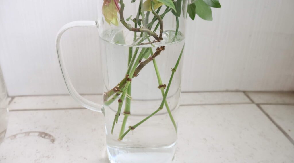 Vaso de vidro cheio de água com plantas sendo enraizadas