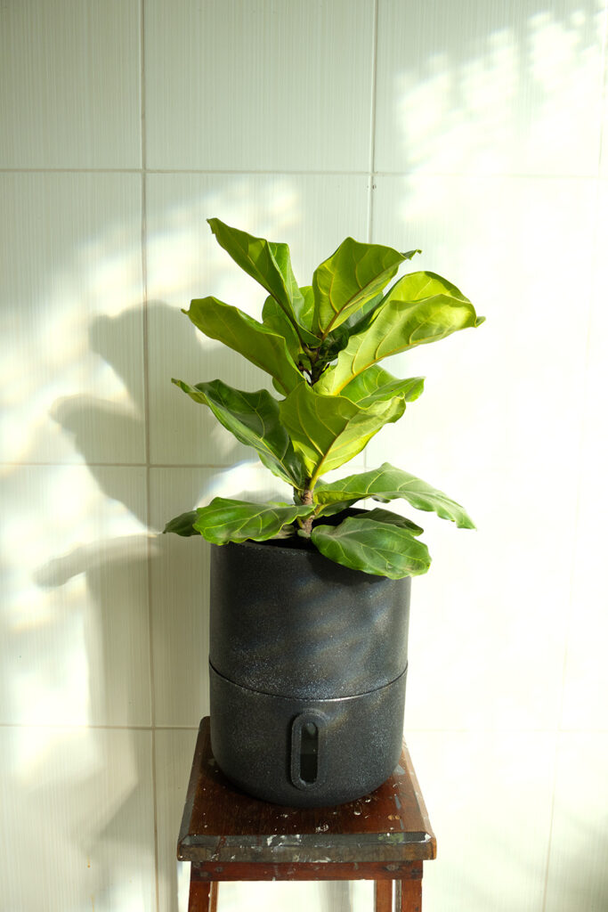 Vaso Decor da Brota Company na cor Basalto em um banco de madeira, com uma Ficus Lyrata plantada, recebendo luz à direita