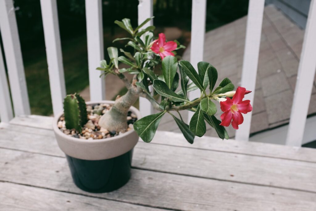 Rosa do Deserto com flores na cor rosa escuro em um vaso verde em uma varanda