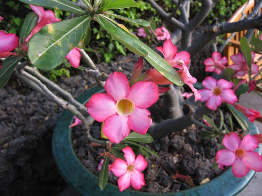 Flores de Rosa do Deserto na cor rosa com o miolo amarelo em um vaso grande ao ar livre