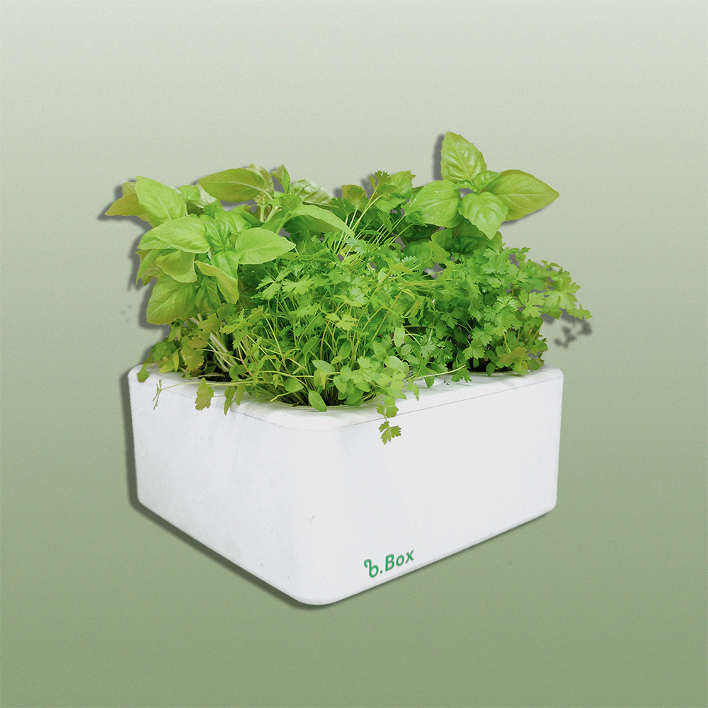 B Box da Brota Company em um fundo verde com vários temperos crescendo