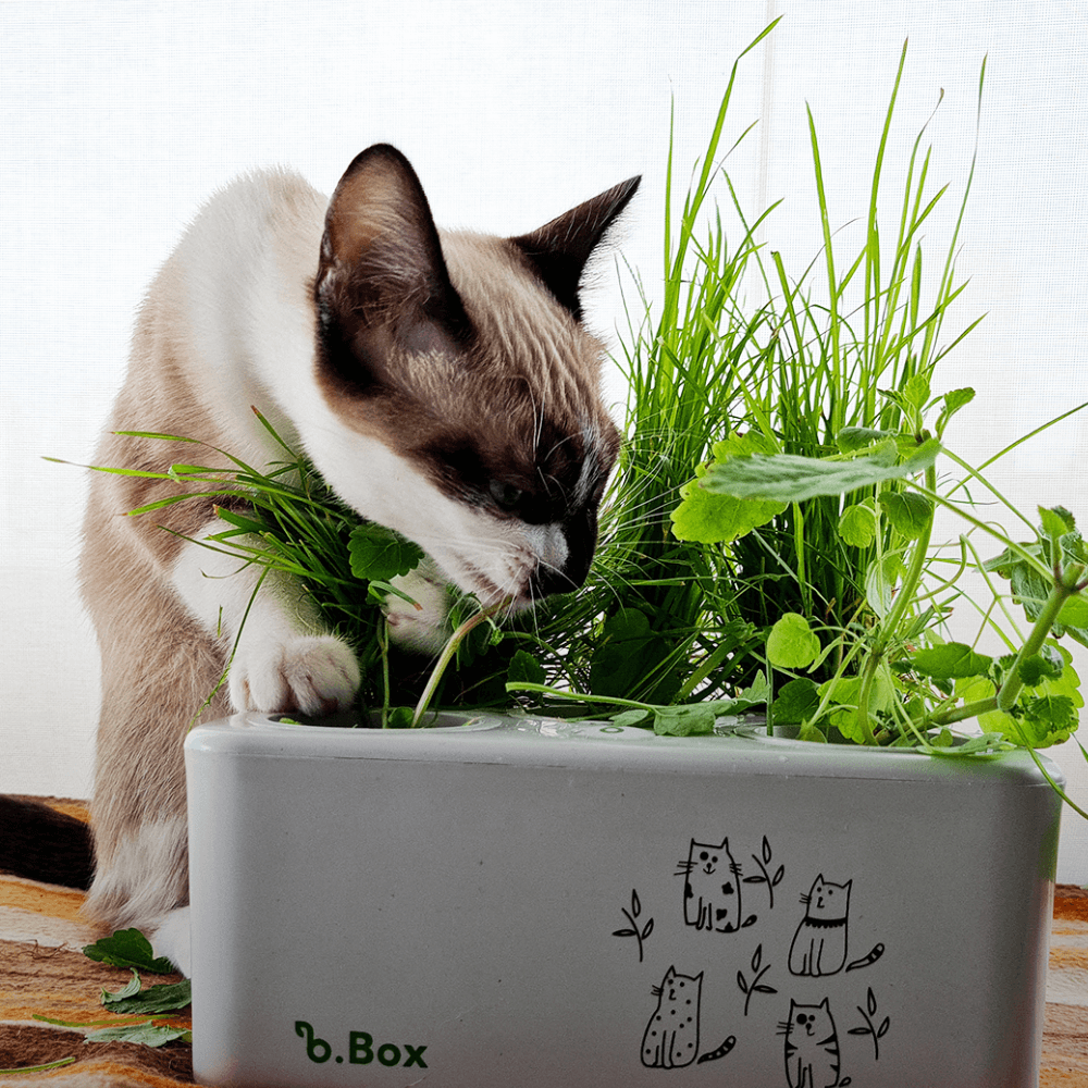 Gato comendo grama da horta B Box Edição gatinhos da Brota Company
