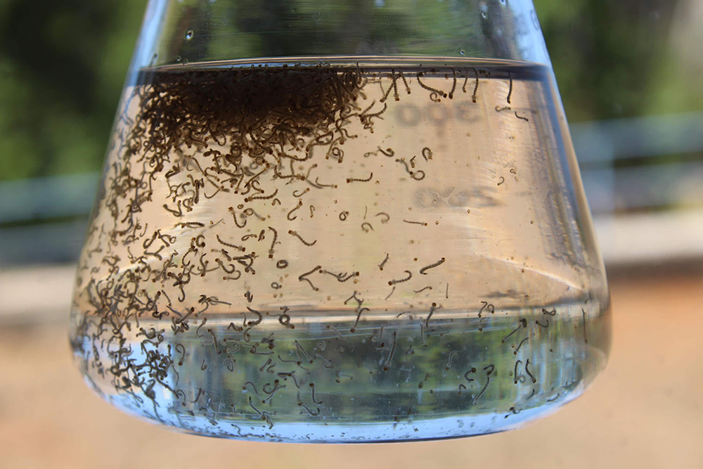 Várias larvas de mosquito em um recipiente de vidro com água