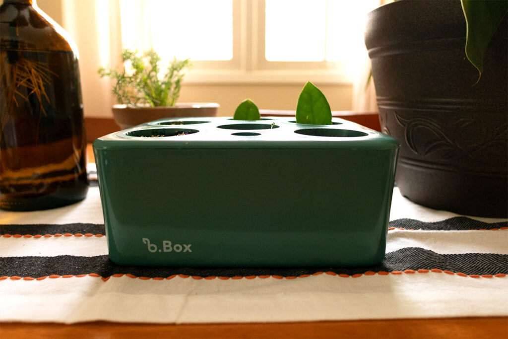 Horta Inteligente B Box da Brota Company na cor Verde com folhas de Zamioculca plantadas para gerar novas mudas