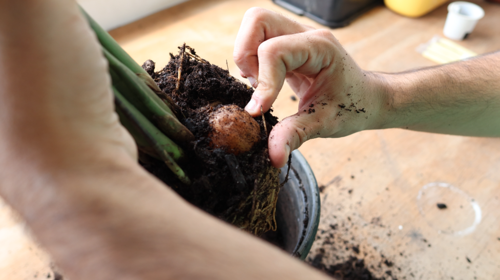 Mãos segurando uma Zamioculca fora do vaso, mostrando a batata de sua raíz