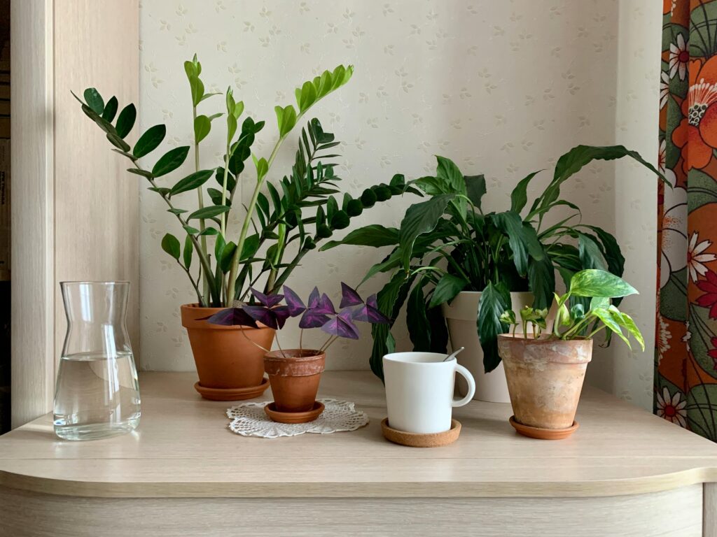 Estante com vários vasos de planta próximos a uma janela