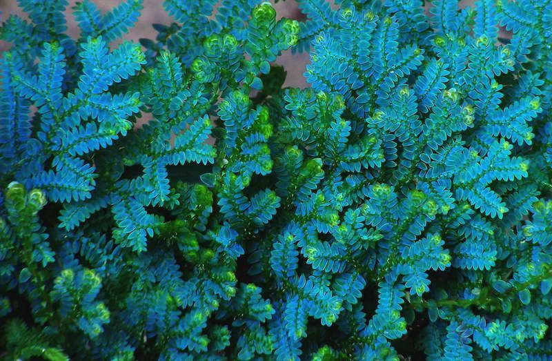 Samambaia Azul com folhas bem azuladas e esverdeadas nas pontas