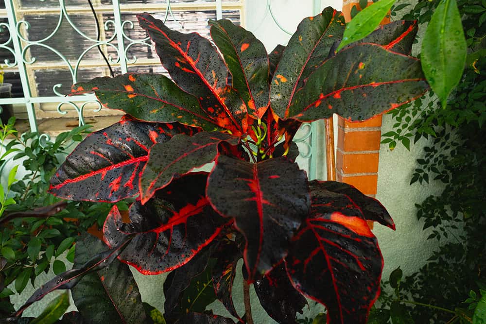 Croton Americano com folhas escuras e manchas vermelhas com gotas de orvalho