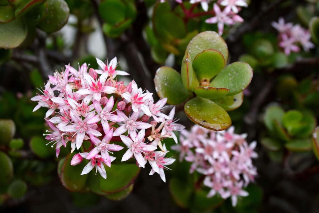 flores de jade (crassula ovata) na cor rosa