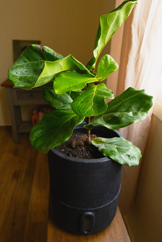 Ficus Lyrata ou Figueira-Lira com folhas verdes em um Vaso Decor da Brota Company na cor preto Basalto