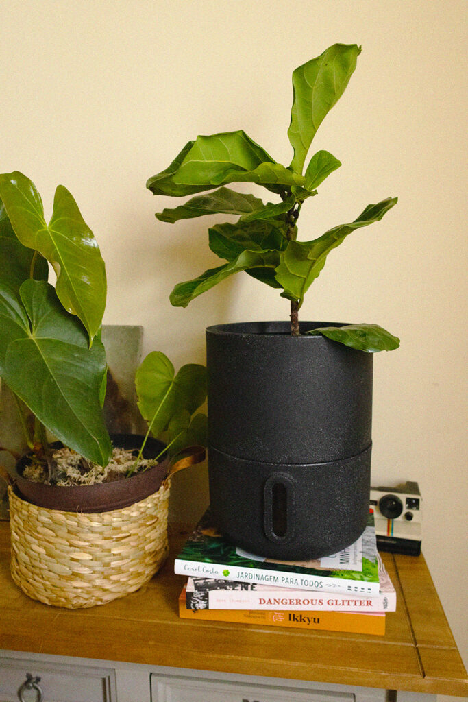 Ficus Lyrata plantada em um Vaso Decor da Brota Company na cor Basalto sob uma mesa decorada com livros da apresentadora Carol Costa do canal Minhas Plantas