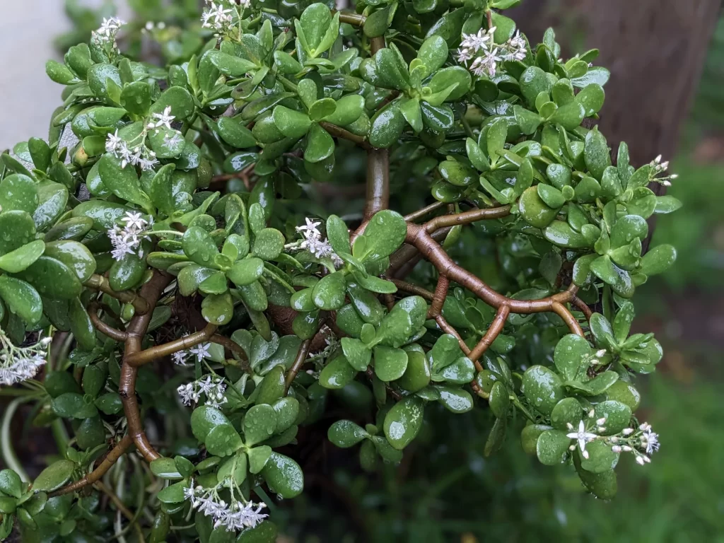 Arbusto da planta Jade com folhas verde escuras e com flores brancas molhadas de orvalho
