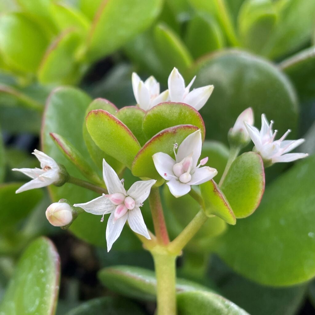 Imagem aproximada de uma planta Jade com flores brancas