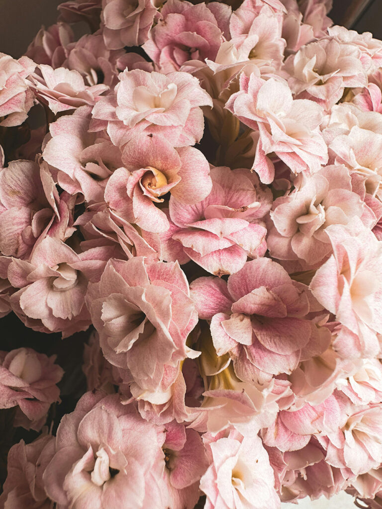 Flores de Gardênia na cor Rosa