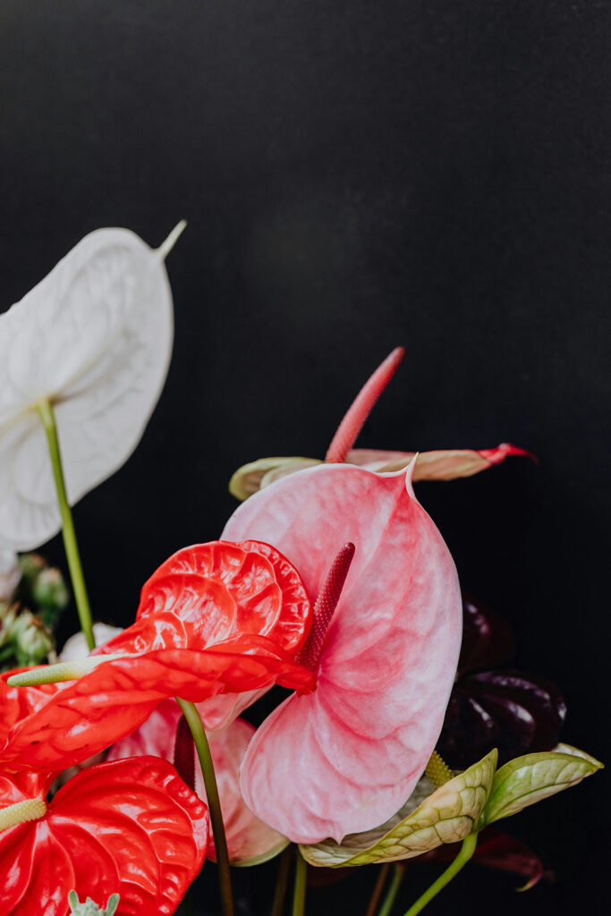 Flores de Antúrio nas cores vermelha, branca e rosa