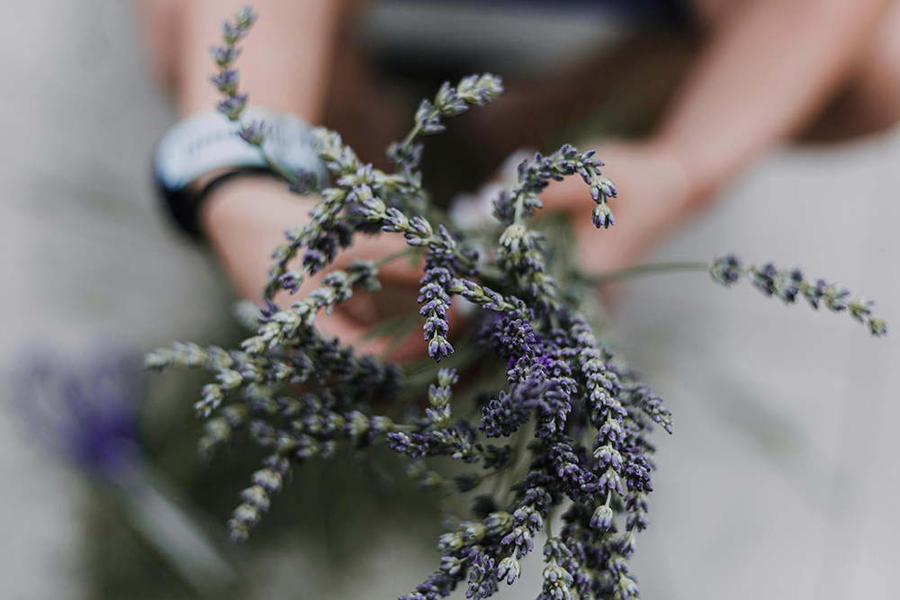 Buquê de flores de lavanda