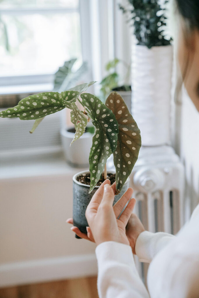 Begônia Maculata em um vaso azul sendo segurada por uma mulher de costas