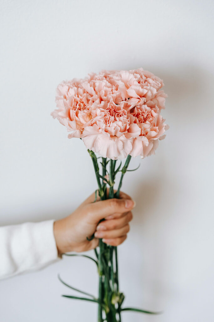 Mão segurando um buquê de cravos cor de rosa