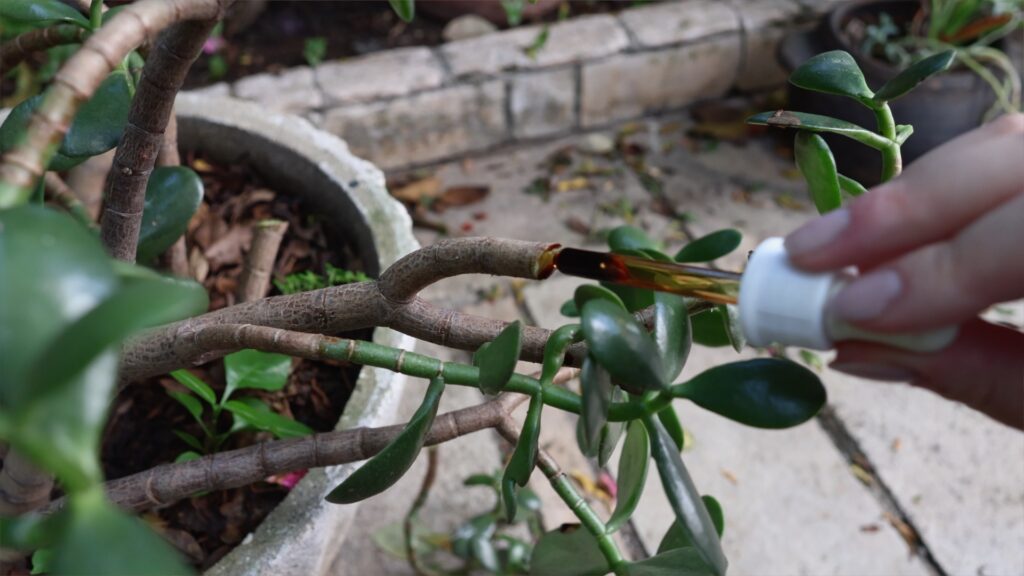 extrato de própolis sendo aplicado no corte de uma planta jade