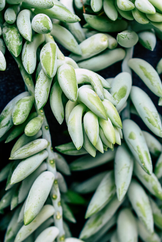 Imagem em close de uma suculenta do gênero Sedum