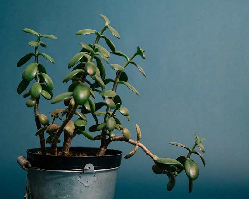 Suculenta Jade (Crassula Ovata) em um vaso de metal sob fundo azul