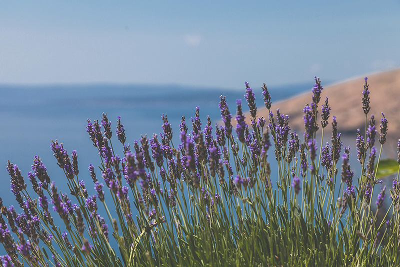 Flores de lavanda com mar ao fundo