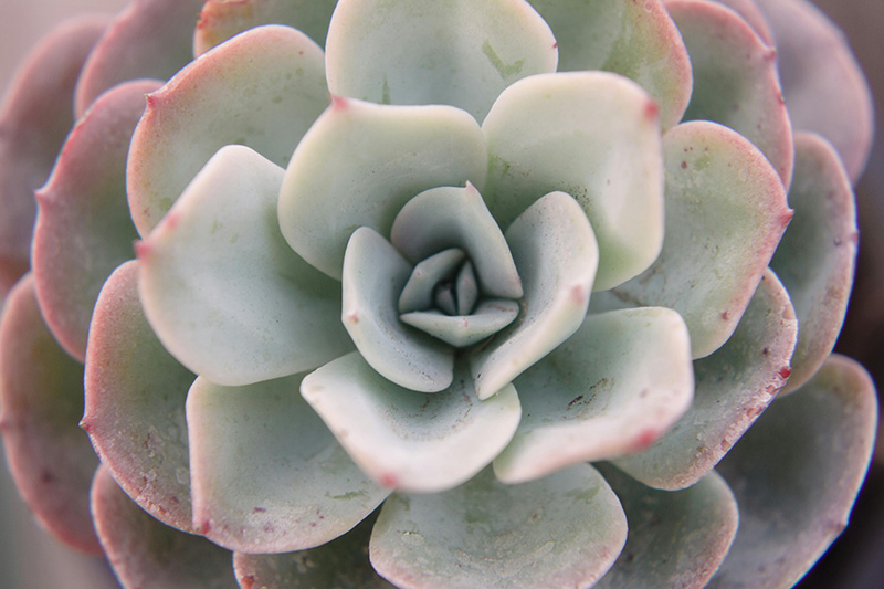 Suculenta do gênero Echeveria (Rosa de Pedra)