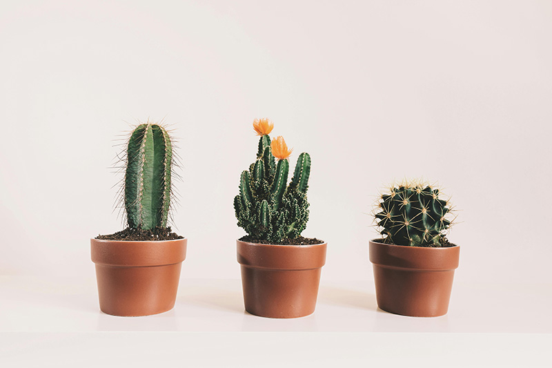 Três vasos de Cactus de espécies diferentes