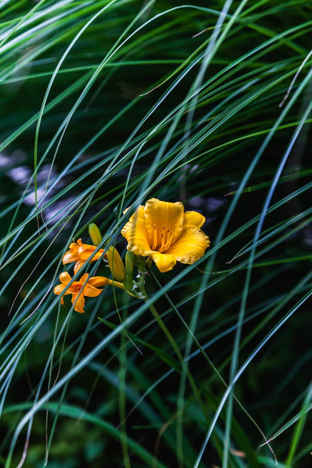 flor de hemerocales, ou lirio-de-um-dia, no tom de laranja entre folhas de mato verde