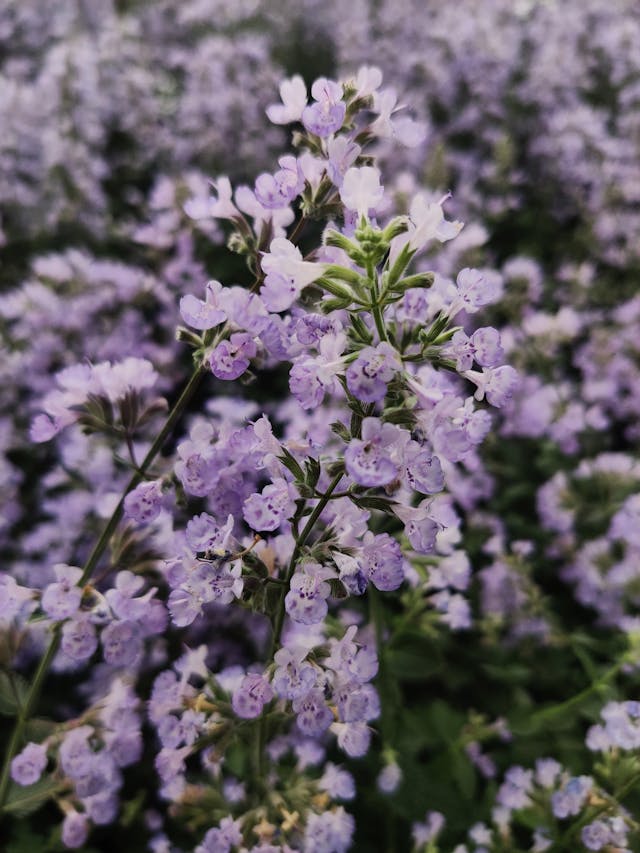 Flores de Catnip em tom de roxo e lilás 