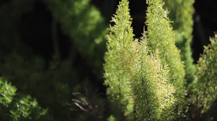 folhas verdes de um aspargo pluma com o sol batendo