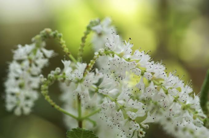 flores de aspargo pluma em close